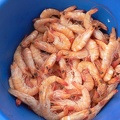 shrimps.jpg